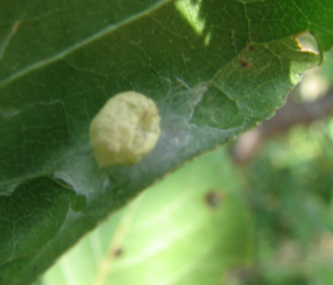 Theridion sp.